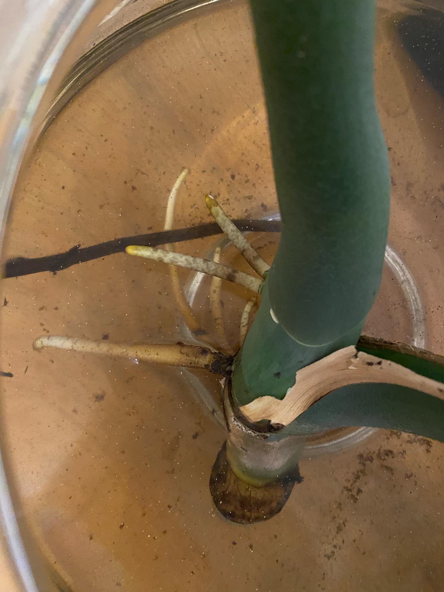 Zdjęcie od sprzedawcy